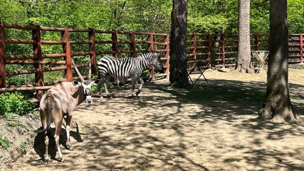 SIBIU: O gazelă Oryx, un urs brun şi doi lupi albi, noi locatari la Grădina Zoologică