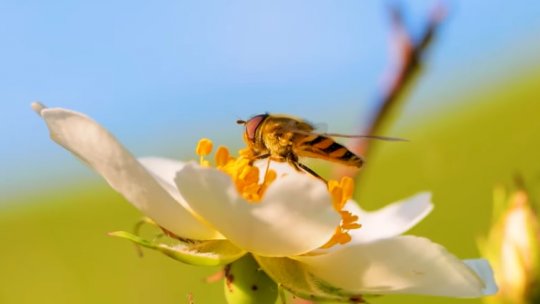 TIMIȘ: Apicultorii, îngrijorați că producția de miere va fi afectată de vreme