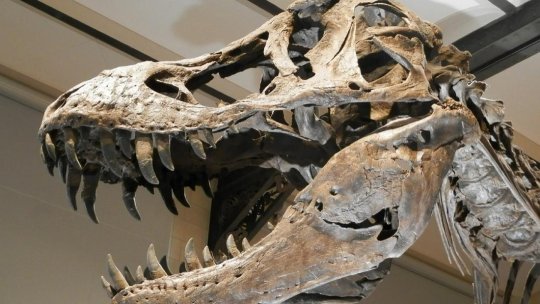 Fosile de Tyrannosaurus rex, descoperite de copii în Statele Unite