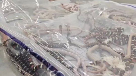 Un bărbat a fost prins cu 100 de șerpi în pantaloni, într-o încercare de a-i aduce ilegal în China