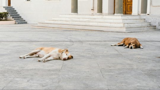 Turcia: Măsură controversată împotriva atacurilor câinilor vagabonzi