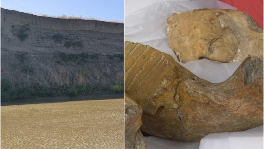 Un posibil cimitir al mamuților vechi de peste 2.000.000 de ani, în valea râului Buzău