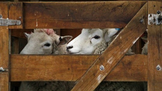 Importul de animale vii din România, interzis de Grecia