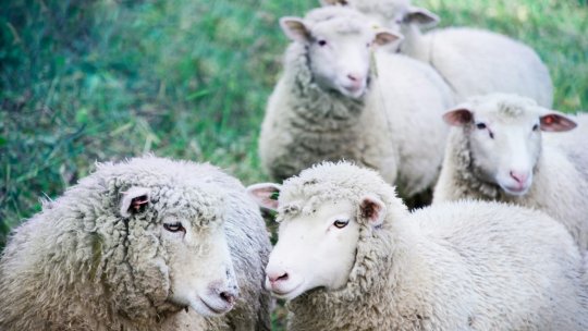 ANSVSA: România are aproape 60 de focare de pesta rumegătoarelor mici