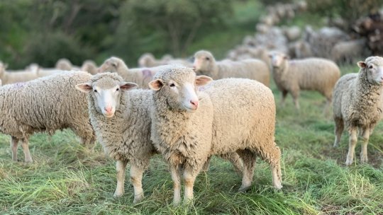 Condițiile pentru exportul de ovine, negociate de România în Iordania. Ciobanii, protest în Capitală