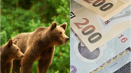 Două amenzi pentru cei care hrănesc urșii și staționează ilegal pe Transfăgărăşan. Sancțiunile însumate pot depăși 2.200 de lei