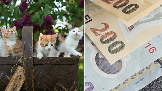 BOTOȘANI: Un bărbat, amendat cu 12.000 de lei după ce a abandonat pui de pisică