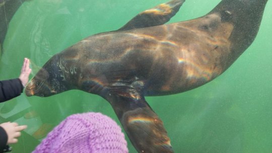 Pinguini, lei de mare și foci, în premieră la Grădina Zoologică din Brașov | VIDEO