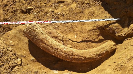 BUZĂU: A fost găsit un fildeș al unui mamut lânos contemporan cu primii oameni moderni