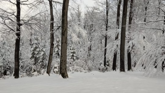 Tăierile ilegale în pădurile de stat au adus pagube de 7,3 milioane de lei, în primele 9 luni din 2024