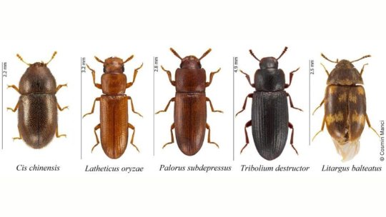 Cinci specii noi de insecte coleoptere, descoperite în România