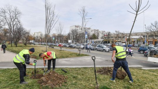 BUCUREȘTI: Campanie de plantări în Sectorul 6