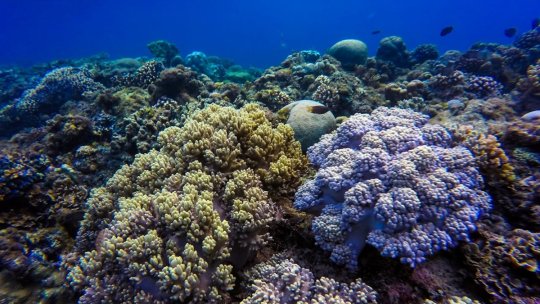 Albirea coralilor continuă să doboare recorduri, la nivel mondial