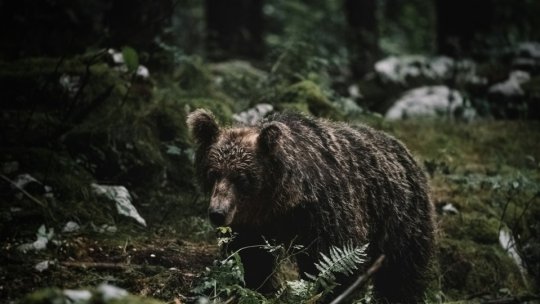 Harghita: Jandarmii au fost chemați de 21 de ori pentru a alunga urşii, în ultimele două săptămâni