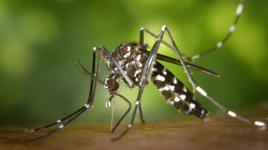 O epidemie provocată de țânțari se extinde în sudul Chinei