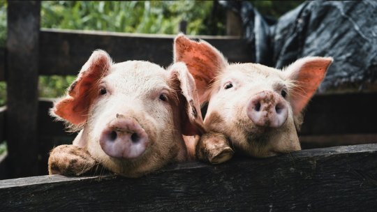Franța: Capete de porci, găsite în fața mai multor moschei