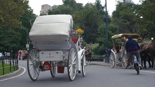 Trăsurile trase de cai ar putea fi interzise în parcurile din New York