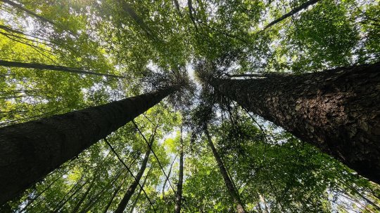 Pădurar găsit mort într-un complex de vânătoare din Maramureș