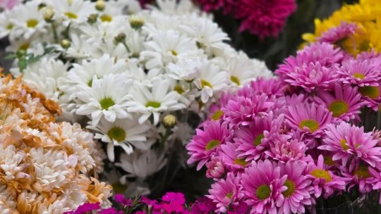 ARAD: Festivalul Florilor de Toamnă, organizat la Curtici între 24 și 25 octombrie