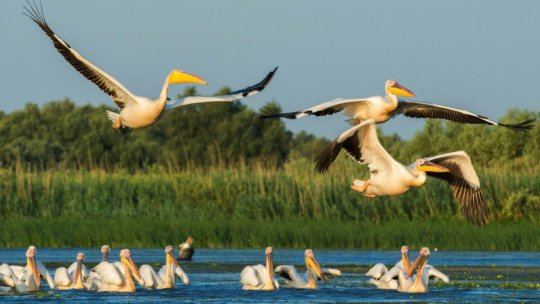 TULCEA: Turismul specializat din Delta Dunării îşi revine după pandemia de COVID-19