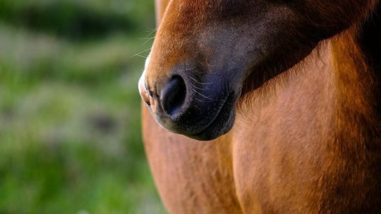SUCEAVA: Două persoane au fost lovite de un cal, la un târg din comuna Satu Mare