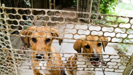 Mai multe ONG-uri care se ocupă cu protecţia animalelor protestează în fata sediului ANSVSA