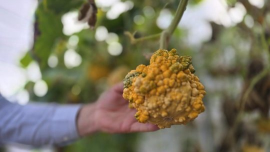 BRGV Buzău conservă zeci de soiuri de tărtăcuțe și tigve cu forme spectaculoase