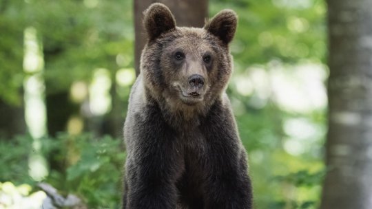 HUNEDOARA: Localnic atacat de trei urşi care au încercat să îi omoare o vacă