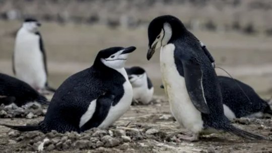 Cea mai mare colonie de pinguini din lume, afectată de un declin alarmant asociat schimbărilor climatice