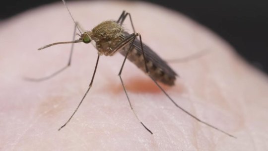 INSP: 121 de cazuri de infecţie cu virusul West Nile și 8 decese