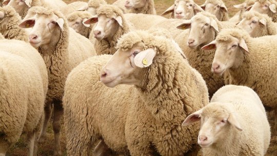 Misiune urgentă de audit în România pentru reluarea exporturilor de ovine