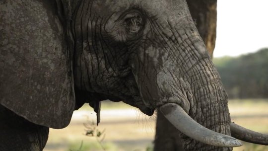 15 elefanți, găsiți morți în Kenya: Pesticidele, posibilă cauză