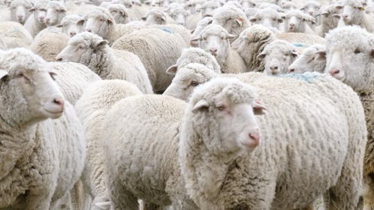 ANSVSA: Carantină naţională pentru ovine şi caprine, timp de 30 de zile
