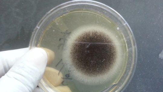 NASA: Microbii umani pot contamina Polul Sud al Lunii