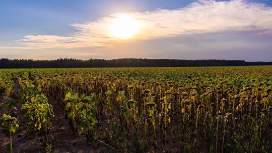 Anul 2027 ar putea deveni cel mai cald din istorie, din cauza fenomenului El Nino