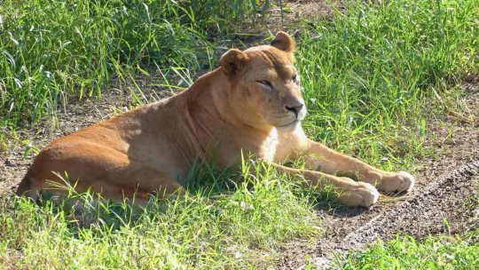 JAPONIA: 3 leoaice au murit la o grădină zoologică, în timp ce țara se confruntă cu temperaturi extreme