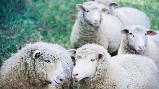 BUZĂU: Aproape 1.000 de ovine sacrificate în urma focarului de variolă confirmat la o stână din Luciu