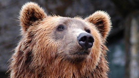 Intră în vigoare legea care prevede împușcarea a 1000 de urși bruni în acest an