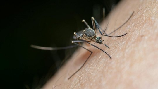 INSP: 83 cazuri de infecție West Nile confirmate, 123 probabile și cinci decese