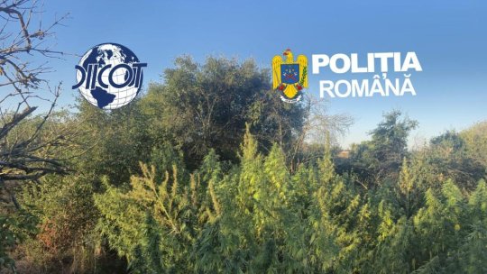 CARAȘ-SEVERIN: 4 persoane care ar fi înființat o cultură de canabis, cercetate de politiști