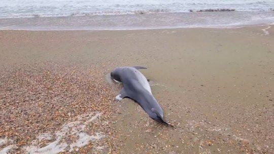 Peste 250 de delfini decedați pe litoralul românesc, în vara acestui an