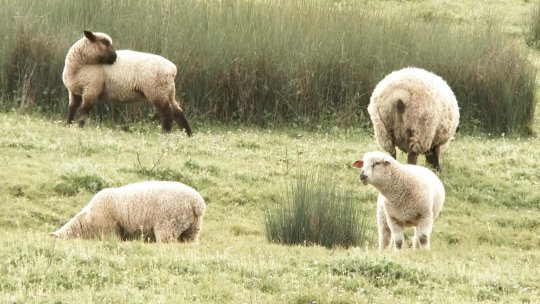 ANSVSA: Campania de vaccinare în sectorul ovin ar urma să înceapă cel târziu la 1 octombrie