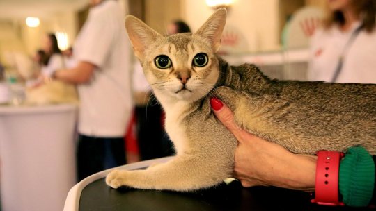 SofistiCAT 2026: „Oscarul Felin” revine, în acest weekend, la Sala Palatului
