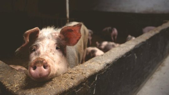 BUZĂU: Aproape 6.000 de suine, sacrificate în urma focarului de pestă porcină africană