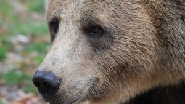 Parc tematic de 2,5 milioane de euro dedicat urşilor din întreaga lume, la Sovata